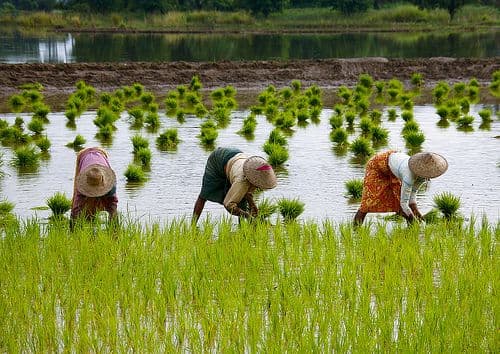 Lush green terraced rice paddies in Asia, showcasing traditional farming methods.