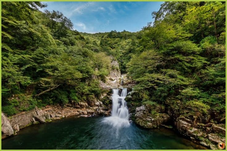 A serene ancient forest with tall trees, representing sacred groves and forest guardianship.