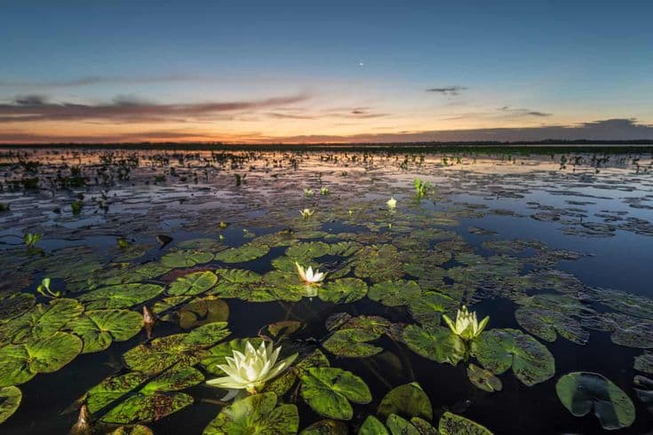 Wetlands